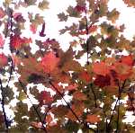 autumnal service tree